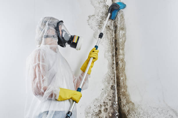 Best Crawl Space Mold Remediation in Naples, FL